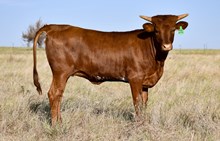 DCT - KDK WILDFIRE x RHF RIOS QUEEN (H) Z898