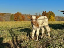 Darlin’s bull calf